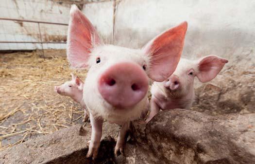 MINŐSITETT VÁLLALATOK - MEZŐGAZDASÁG MINŐSITETT VÁLLALATOK - MEZŐGAZDASÁG MEZŐGAZDASÁG II. HELYEZETT VÁROSFÖLDI AGRÁRGAZDASÁG ZRT. MEZŐGAZDASÁG III. HELYEZETT BOLD AGRO KFT.