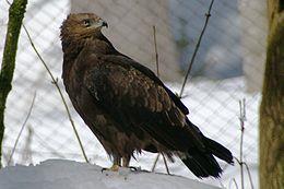 Latin neve: Alcedo atthis. 5. A. Közepes méretű, sötét színű ragadozó madár. B.