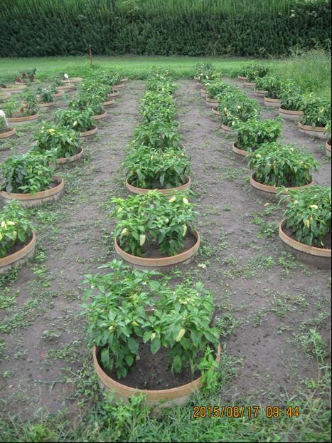 Tenyészedényes szabadföldi TV paprika (Capsicum annuum L.) növényvédelme. ábra. Az Amy fajta TV paprika tenyészedényben. Vegyszeres növényvédelmi védekezések a következő időpontban történtek: 1.