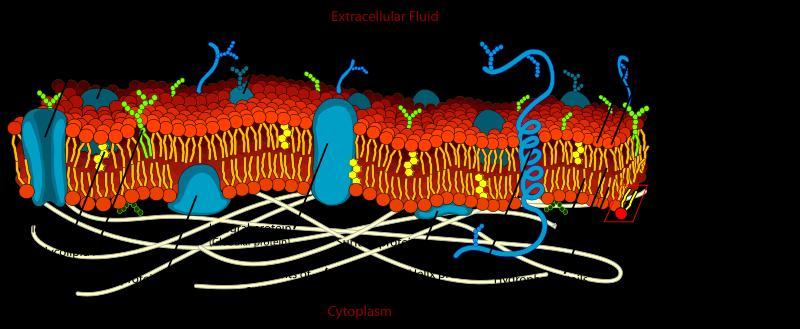 FÉLIGÁTERESZTŐ HÁRTYÁK élő sejtek fala: sejtmembrán