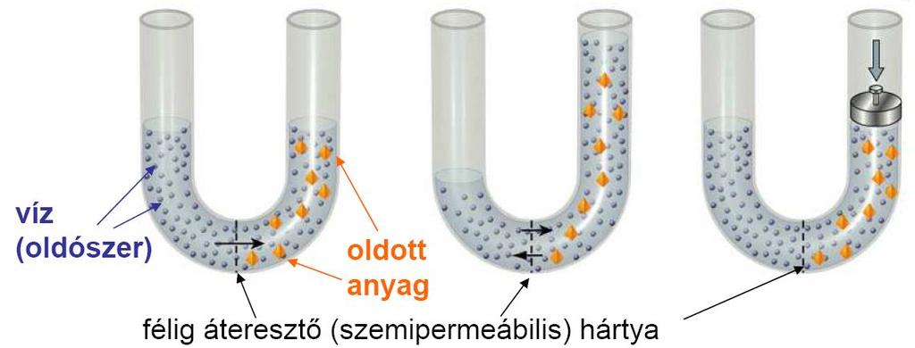 alacsony oldott anyag J BE magas oldott anyag J BE OZMÓZIS-NYOMÁS h J KI J KI féligáteresztő hártya koncentrációkülönbség + féligáteresztő hártya oldószer (víz) áramlása a féligáteresztő hártyán