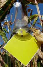 Tora foltok nélküli, sárgásbarna, míg a hozzá hasonló, de valamivel nagyobb (6-8 mm) hazai szilolajosbogár (szilfabogár; Galerucella luteola) - amely a kukoricát nem károsítja