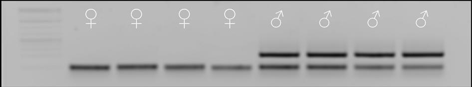 19 1. ábra: Gradiens PCR nőstény (N) és hím (H) mintákkal Figure 1: Gradient PCR with female (N) and male (H) samples 2. ábra: PCR hígítási soron 3.