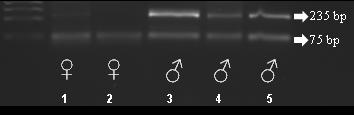 A PCR eredménye alapján 5 nőstény és 17 hím embriót diagnosztizáltunk. Egy embrióból származó mintánál nem sikerült meghatároznunk a nemét. 5. ábra: PCR embrióból biopsziával izolált blasztomerekkel 5.