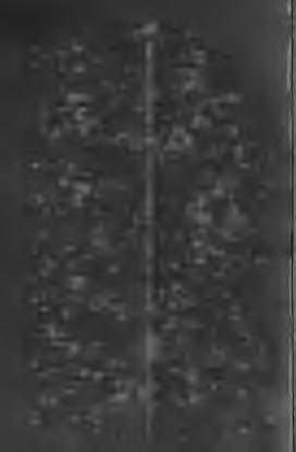 104 Patrudecile Părinte-ţî. Patrudecile, sz. negyvenedik. Patrule, sz. negyedik. Patr unghiü, /. négyszög. Patruspredece, sz. tizennégy. Patruspredecele, sz. tizennegyedik. Pavëzâ-e, f. vért, pajzs.