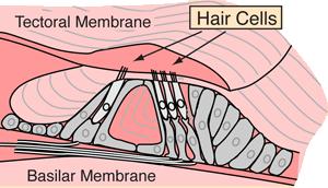 kitéríti a tektoriális membránt nagyobb mértékű érintkezés ingerlés mozgás a terjedő hullám erősítése Scala tympani (folyadék: