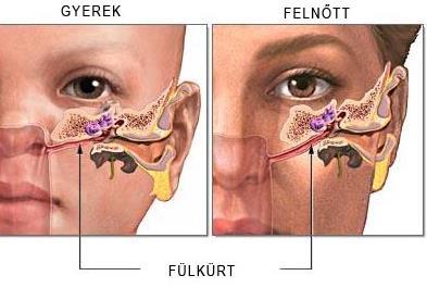 A fülkürt (Eustach-féle kürt) jelentősége