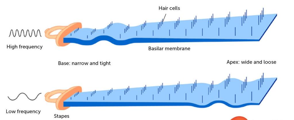 Az alaphártya frekvenciaérzékenysége Az alaphártya tonotópiás