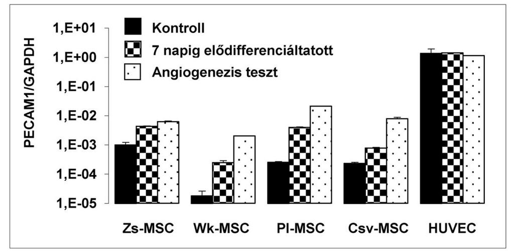 A különböző típusú sejtek által létrehozott hálózatok fenotípusa között is jelentős különbség volt tapasztalható.