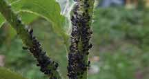 A talajlakó rovarlárvák kártételét megelőzendő a vetéssel egy menet ben, köz vet lenül a mag mellé juttasson ki rovarölő granulátumot.