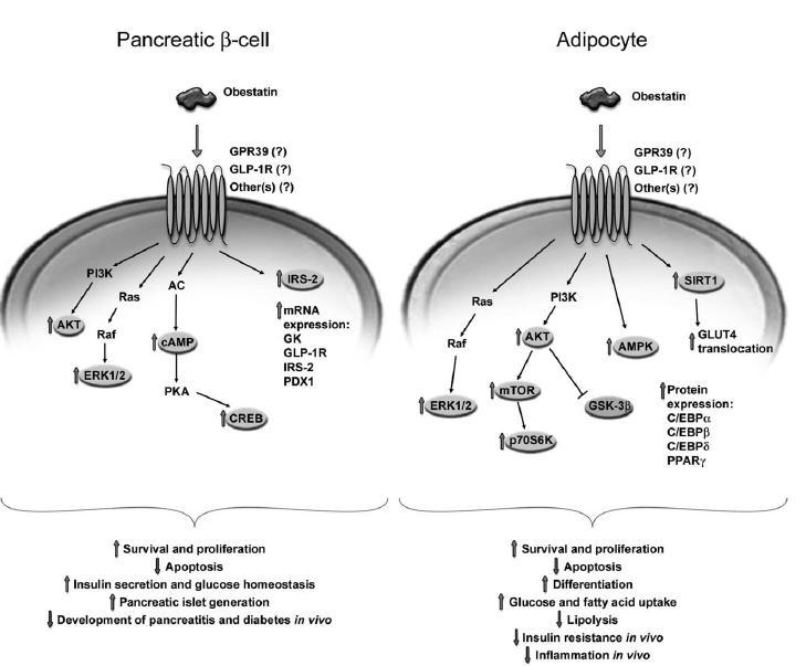 Figure 6. The mechanism of action of obestatin in endocrine pancreas and adipocytes (Gesmundo I.