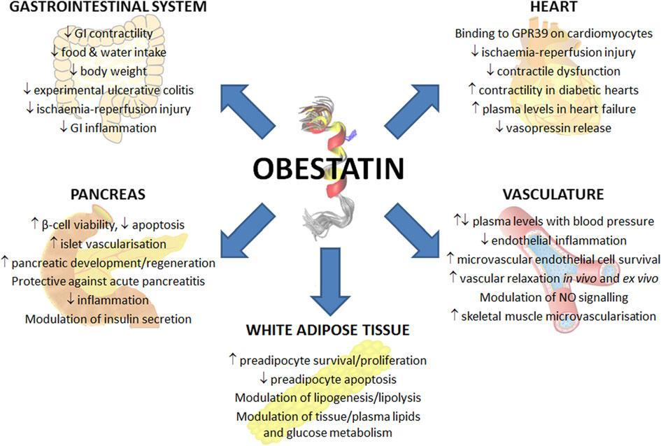 The administration of obestatin activated CRH- and urocortin-2-containing neurons in the paraventricular nucleus of the hypothalamus, in line with the previous findings, showing that obestatin may