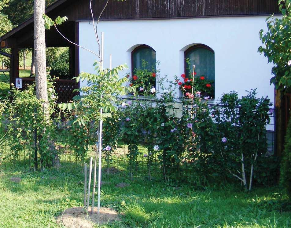 KERTEK A falusi kert idillikus hangulatú, elsősorban, amennyiben megvan hozzá a megfelelő környezet, a fehérre meszelt ház fala, a fakerítés, mind alakítja a kertépítés során használt növények