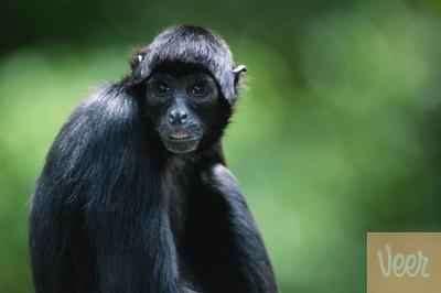 közös őse a gibbonféléknek, ill.