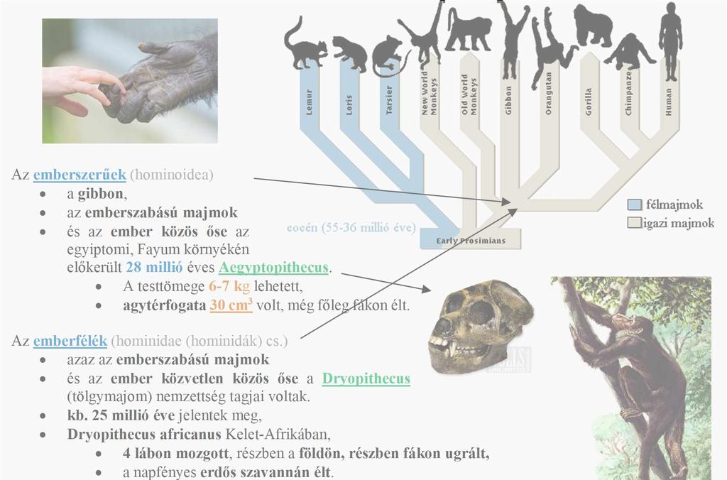 Dryopithecus (tölgymajom) nemzettség tagjai voltak. kb.