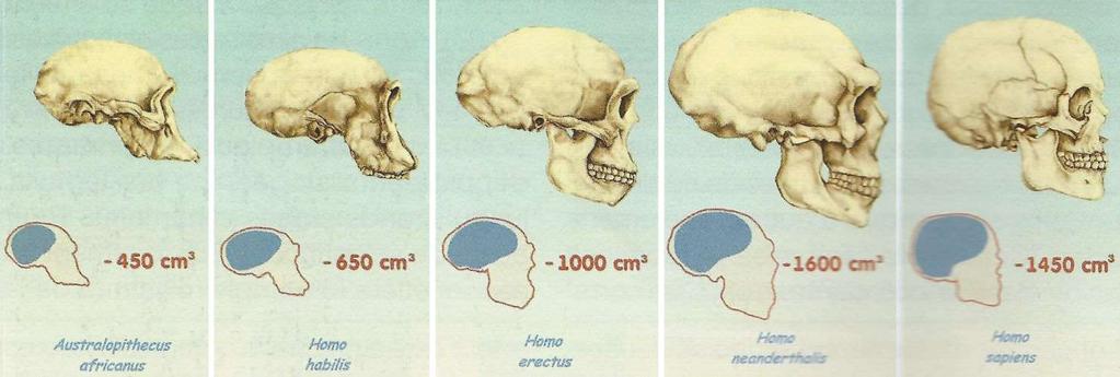 Az Australopithecusok kb. 1 millió éve kihaltak. Ezt megelőzően kb. 4-5 Australopithecus faj is élt.