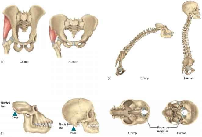 2. Egyközpontú elmélet Feltételezhető - az egyes emberfajták közötti igen csekély genetikai különbségek alapján -, hogy a Homo sapiens kizárólag Afrikában alakult ki kb. 300-350 ezer évvel ezelőtt.