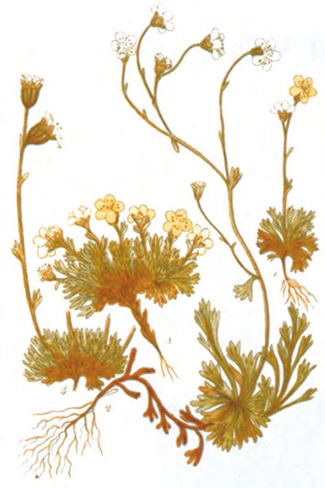 Botanihkkár Miektanárti (Saxifraga cespitosa) man Lars Levi Læstadius lea sárgon (gurut). Papaver laestadianum Nordh, man Lars Levi gávnnai Ivgu-guovllus ja mii lea ožžon su nama.