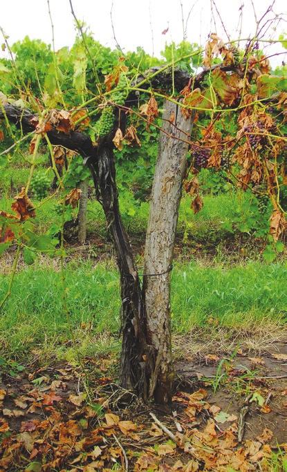 Szőlő aranyszínű sárgasága (Grapevine flavescence dorée) Szőlő eutípás elhalása (Eutypa lata) ESCA (Korai tőkeelhalás) A szőlő aranyszínű sárgaságát a Grapevine flavescence dorée fitoplazma okozza.