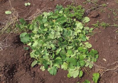 A zöldmunka elvégzése előtti állapotban az átlagos lombfal vastagsága elérte az 1 métert, míg ugyanez a méret, a munka végeztével közel a harmadára, 40 cm alá csökkent.