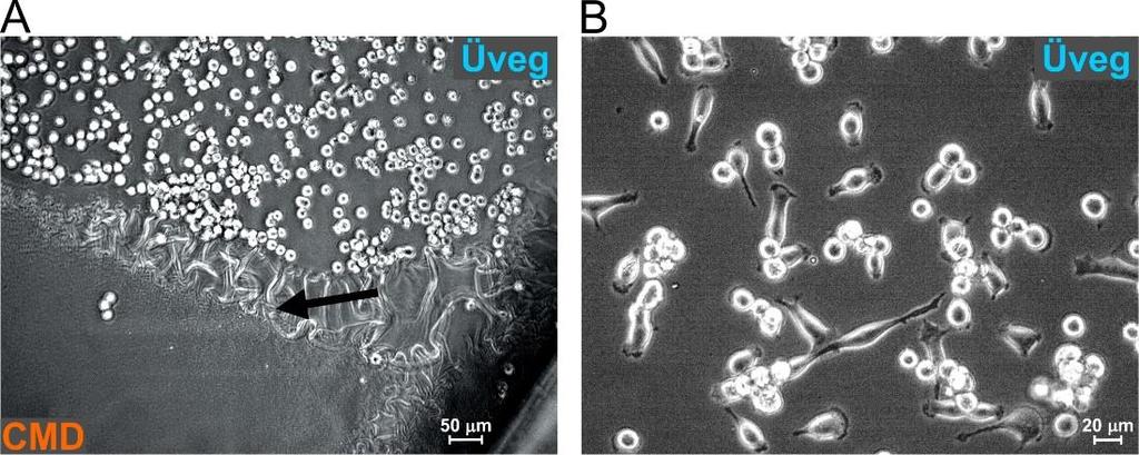 A marhaszérum albumin, fibrinogén és lizozim fehérjékkel végzett, in situ OWLS módszerrel nyomon követett fehérjeadszorpciós kísérletek megmutatták, hogy a CMD-ut és CMD-sc rétegeken kitapadt