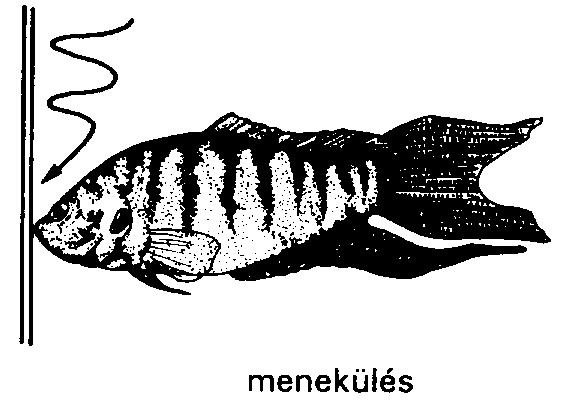 A viselkedés leírása és jellemzése (adat)