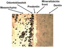 Dentin (Substantia eburnea) 70-80% szervetlen anyag kalcium-foszfát, kalciumfuorid, hidroxiapatit,