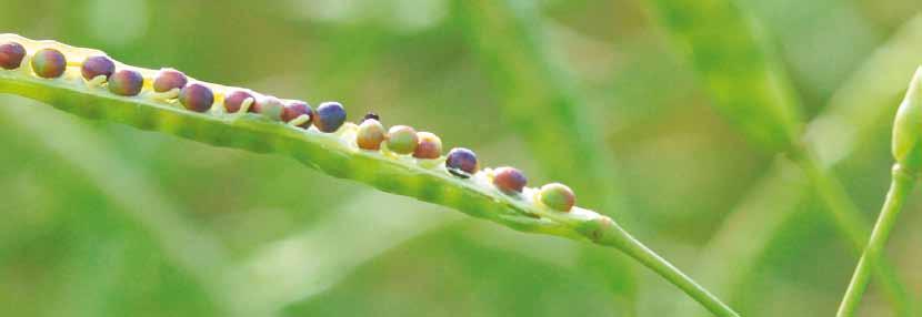 Agronómiai