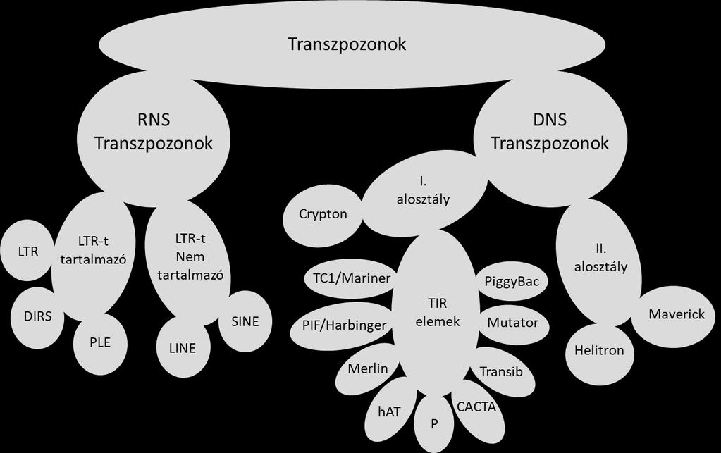 1. ábra: Transzpozonok csoportosítása. Retrotranszpozonok főbb és alosztályai. A DNS transzpozonok főbb és alosztályai a családokkal együtt.
