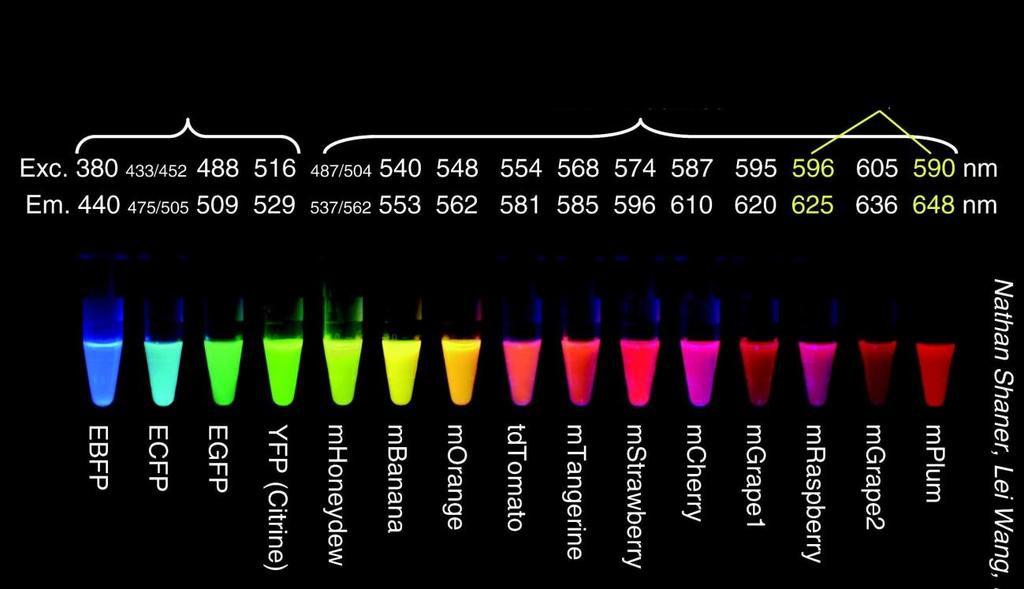 GFP- származékok mrfp1- származékok SHM fejlesztése 2. ábra: Tsien és munkacsoportja által kifejlesztett fluoreszcens fehérjék palettája 2004-ből. A rekombináns fehérje mintákat E.
