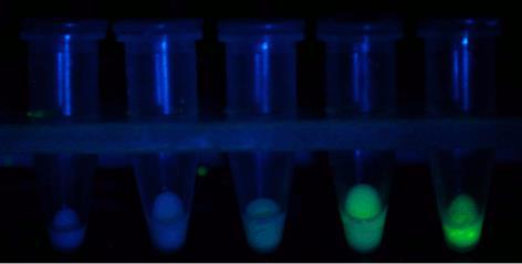 tejében makroszkópos vizsgálataink alkalmával erős Vénusz fluoreszcenciát detektáltunk (18/A ábra).