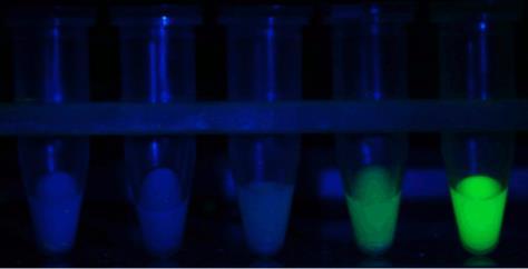 A: Vénusz fluoreszcencia a teljes tejben, B: A zsír frakcióban, C: A Kazein frakcióban, D: A Savó frakcióban.