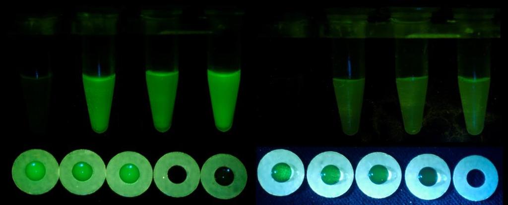 Könny Nyál A -K 2 3 4 -K 2 3 4 B C D 5 6 7 8 -K 5 6 7 -K 8 22. ábra: Vénusz fluoreszcens fehérje kifejeződése SB-CAG-Vénusz heterozigóta állatok könny és nyálmintáiban.