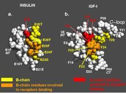 Somatomedin - Inzulinszerű növekedési faktor Insulin-like growth factor-1 (IGF-1) Insulin-like