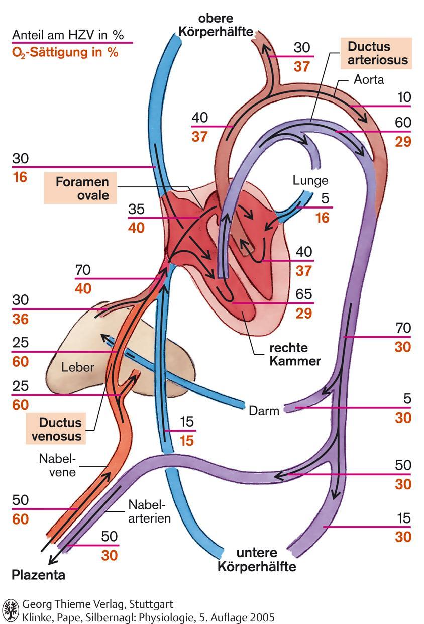 Magzati keringés Perctérfogat % O 2 -szaturáció % felső testfél Botalli TÜDŐ Tüdőben a keringési ellenállás nagy (hipoxiás vazokonstrikció) HbF (α 2 γ 2 )