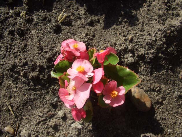 4. ábra: Begonia semperflorens (mindignyíló begónia) Szaporítása: december végi, január eleji melegházi magvetéssel. A magok csírázásához 20-22 C szükséges. A csírázás 2-3 hét.