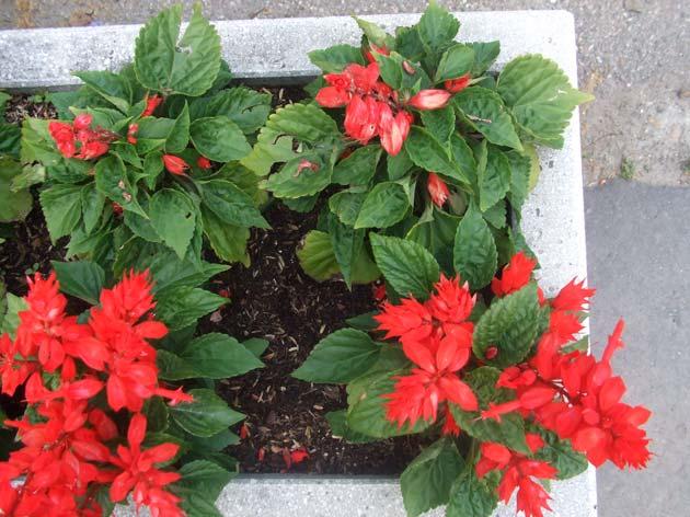 5. ábra: Salvia splendens (paprikavirág) Károsítók: vírusok, levéltetvek, fonálférgek károsítják.