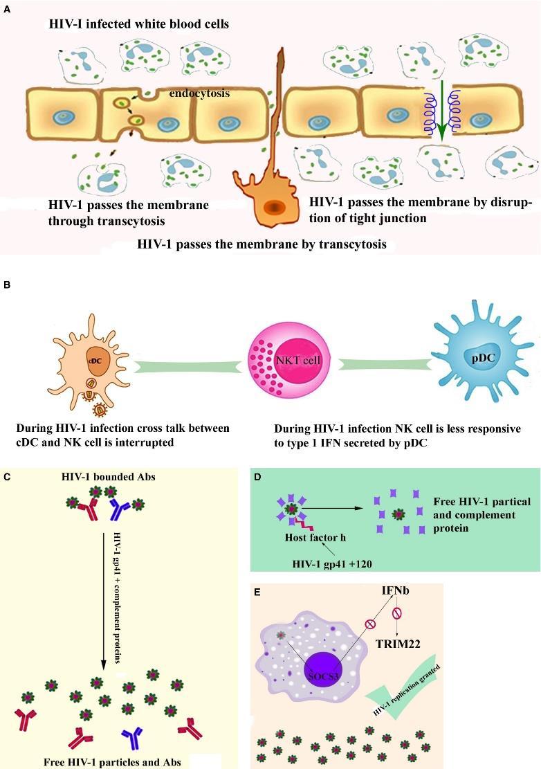 HIV menekülési utak az immunválasz kivédésére A/ Mukóza --- Fizikai barrier HIV 1 transzport :