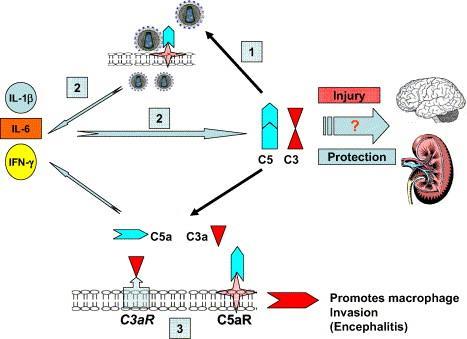 HIV kapcsolata a komplementrendszerrel 1. A C5aR elősegíti a HIV fertőzést C5a-függő módon 1. C5aR promotes HIV infection in a ligand (C5a) dependent manner and CR activation promotes 2.