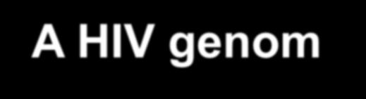 A HIV genom 3 Klasszikus retrovirus struktúr gén szerkezet: 5 ltr-gag-pol-env-ltr3 Átfedés Frame shift gag: group-antigén