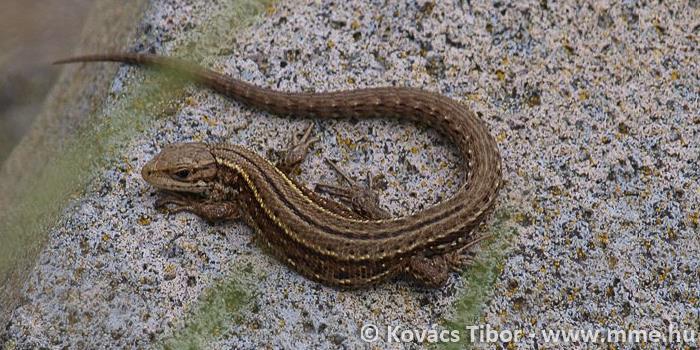 Elevenszülő gyík MAGYAR NÉV Elevenszülő gyík TUDOMÁNYOS NÉV Zootoca vivipara ANGOL NÉV Viviparous lizard Rendszertan REND Pikkelyes hüllők rendje (Squamata) - Gyíkok alrendje (Sauria) CSALÁD