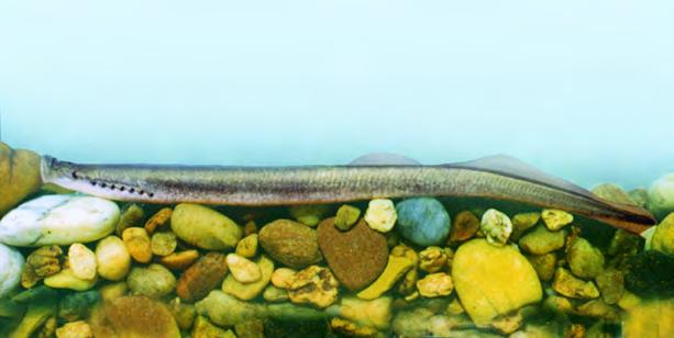 gerinctelenek alkotják. A nagyobb példányok alkalmilag egy-egy apró ivadékhalat is elfogyasztanak. Ívása április és május folyamán több részletben játszódik le.