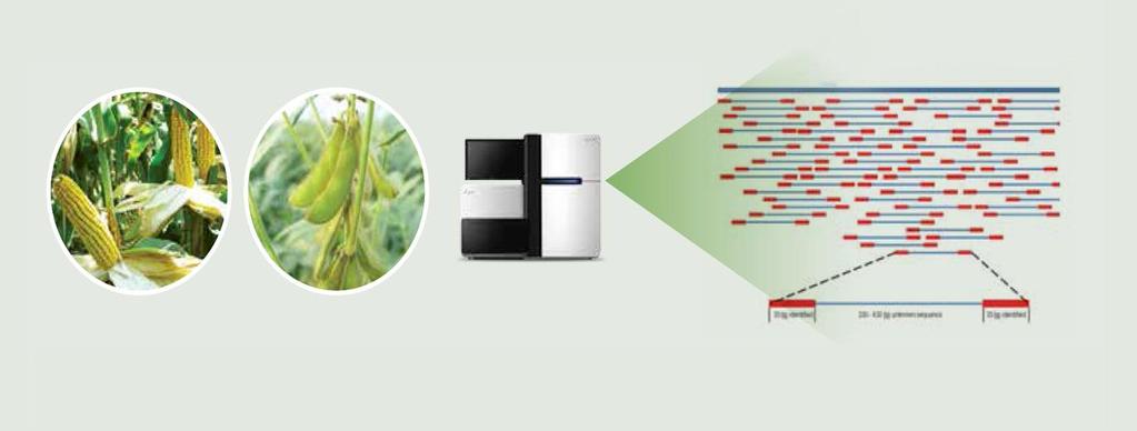 Mérföldkövek a termékfejlesztésben Az NGS technológia AZ NGS lehetővé teszi, hogy kimutassuk az aktivált géneket a kukoricában és a szójababban.