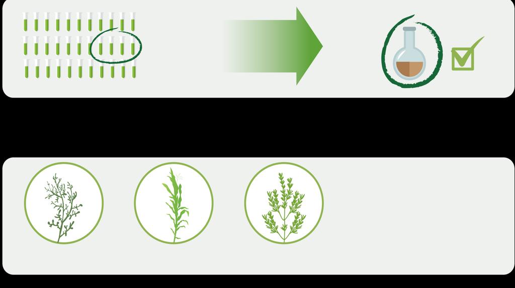YieldOn Teljesen új összetétel Több, mint 65% szárazanyag tartalom, amely algából és különböző