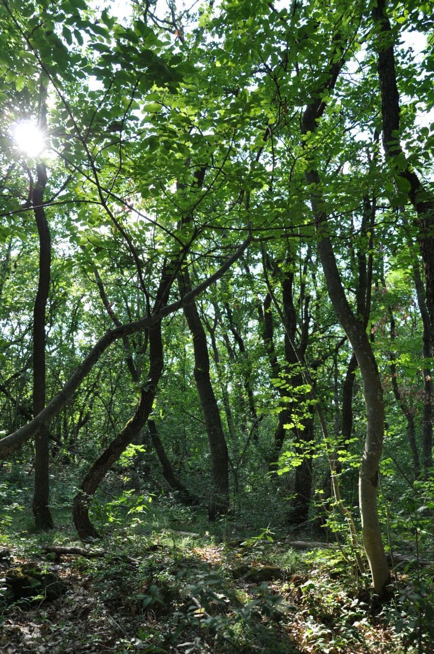 A természetesség növelése állomány léptékben A tájnak és a termőhelynek megfelelő elegyfafajok a természetességet növelik.