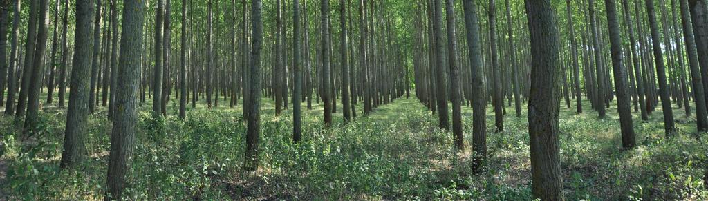 Kultúr területek erdei, faállományai Ide a nem természeti területekbe tartozó erdőterületek sorolandók.