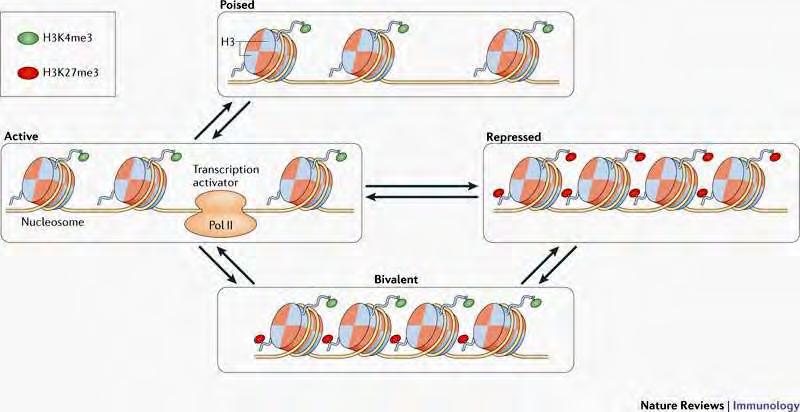 The chromatin basis for differential gene