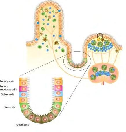 A mikrobiom immunmoduláló hatása A gyakori Bacteroides fragilis fokozza a gátló hatású Treg sejtek keletkezését (MG-ben DP Treg sejtek!) B.
