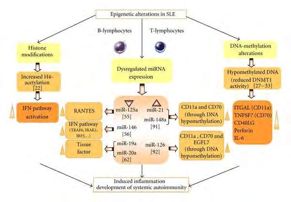 Clin Dev Immunol. 2012; 2012: 974648.