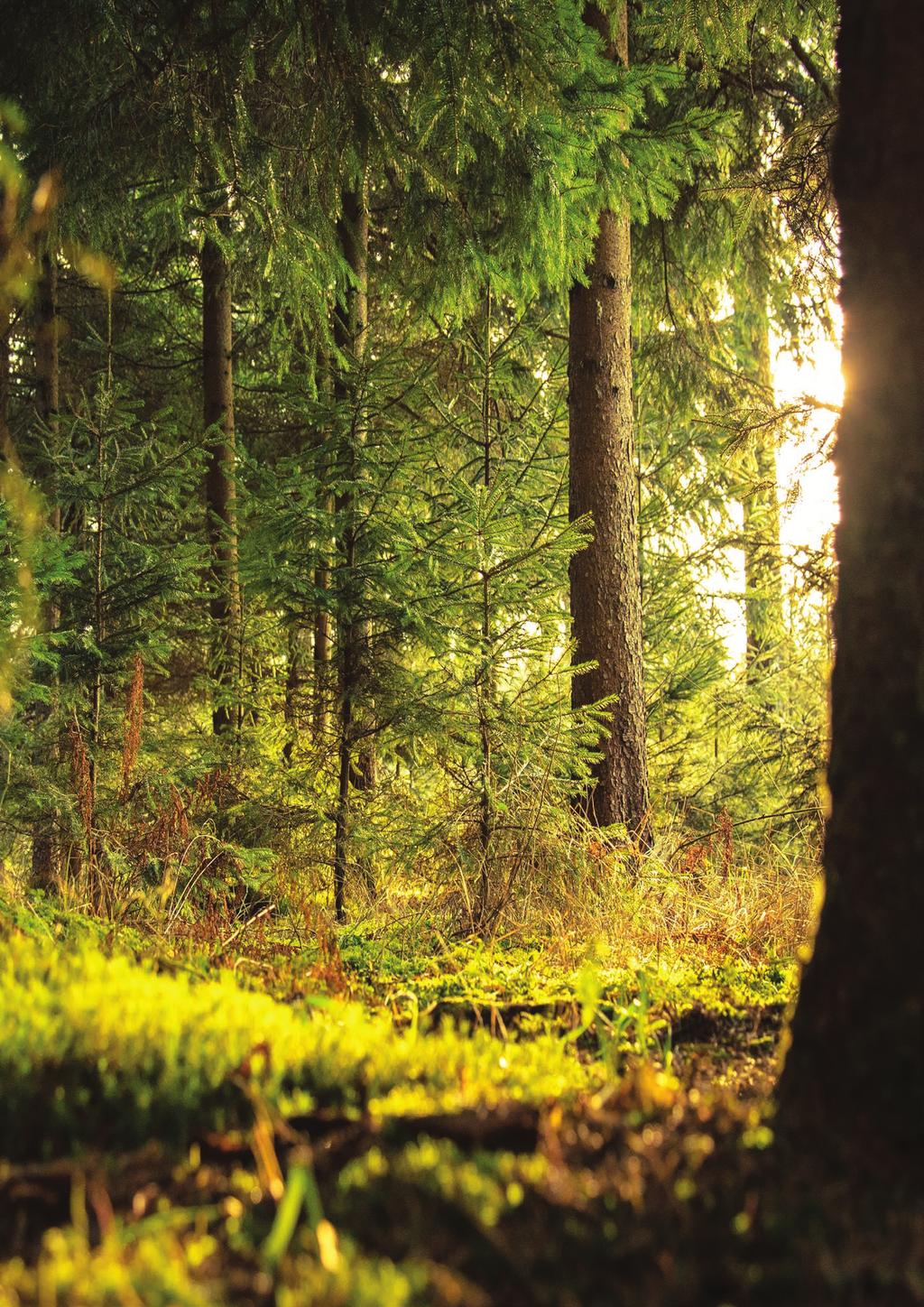 go green projekt az üzemanyag minden iparág alapvető szükséglete, a tiszta környezet pedig társadalmunk legfontosabb kérdése.